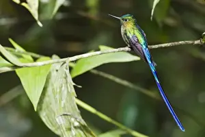 Equatorial Prints: Violet-tailed Sylph (Aglaiocercus coelestis) adult male