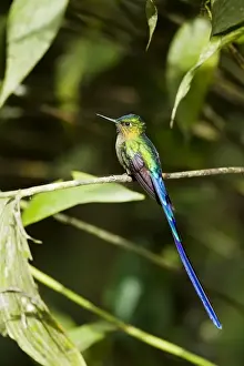 Violet-tailed Sylph (Aglaiocercus coelestis) adult male, perched on twig in montane rainforest, Andes, Ecuador