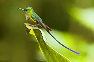 Violet-tailed Sylph (Aglaiocercus coelestis) adult male, perched on leaf in montane rainforest, Andes, Ecuador
