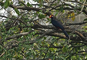 West Africa Prints: Violet Turaco (Musophaga violacea) adult