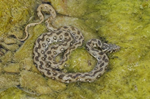 Alga Prints: Viperine Snake (Natrix maura) adult, amongst algae in water, Italy, june