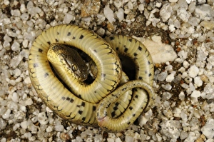 Defence Prints: Viperine Snake (Natrix maura) adult, playing dead in defensive behaviour, Spain, june