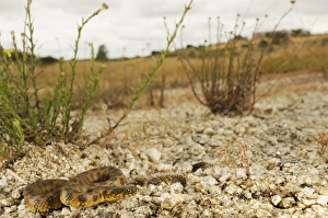 Viperine Snake (Natrix maura) adult, resting on stones in habitat, Spain, june