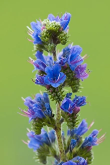 Vipers Bugloss (Echium vulgare) close-up of flowers, Ranscombe Farm Plantlife Reserve, Kent, England, July
