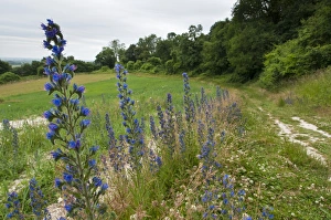 Vipers Bugloss (Echium vulgare) flowering, growing beside path on farmland habitat, Ranscombe Farm Plantlife Reserve