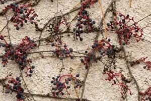 Vine Prints: Virginia Creeper (Parthenocissus quinquefolia) introduced species