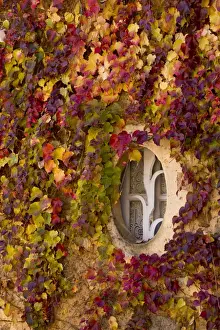 Virginia Creeper (Parthenocissus quinquefolia) introduced species, leaves in autumn colour