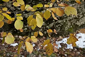 Eastern Seaboard Prints: Virginian Witch-hazel (Hamamelis virginiana) close-up of leaves