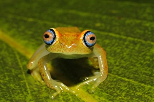 Cute Prints: Viridian Treefrog (Boophis viridis) adult, sitting on leaf, Andasibe, Madagascar