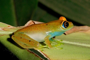 Tree Frogs Prints: Viridian Treefrog (Boophis viridis) adult