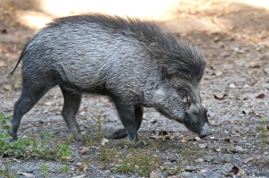 Pigs Prints: Visayan Warty Pig (Sus cebifrons) adult, walking (captive)