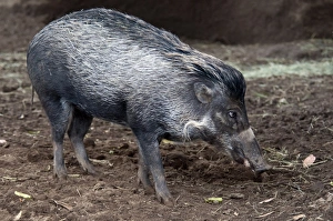 Pigs Prints: Visayan Warty Pig (Sus cebifrons) immature, standing on mud (captive)