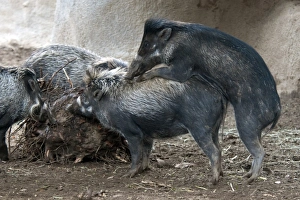 Interacting Prints: Visayan Warty Pig (Sus cebifrons) immatures, playing, (captive)