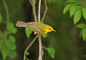 Parulidae Prints: Vitelline Warbler (Dendroica vitellina) adult, perched on twig, Cayman Islands