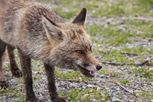Park Prints: Vixen Red (Iberian) Fox in Monfrague National Park, Extremadura Spain
