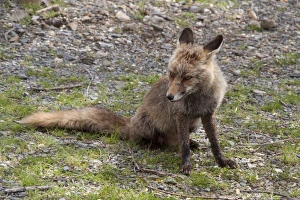 Vixen Red (Iberian) Fox in Monfrague National Park, Extremadura Spain