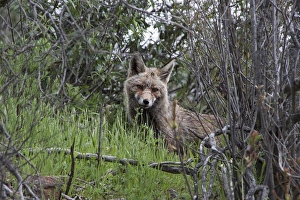 Vixen Red (Iberian) Fox in Monfrague National Park, Extremadura Spain