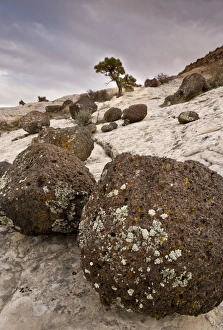 Coniferous Prints: Volcanic boulders from Boulder Mountain