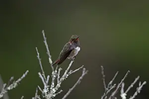Costa Rican Prints: Volcano Hummingbird (Selasphorus flammula) adult male