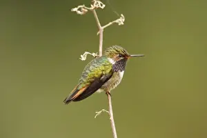 Volcano Hummingbird (Selasphorus flammula) adult male, perched on stem, Costa Rica, January