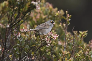 New World Prints: Volcano Junco (Junco vulcani) adult, perched in flowering bush, Costa Rica, february