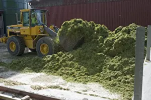 Loaders Prints: Volvo L70C wheel loader, loading cut grass into silage storage tower