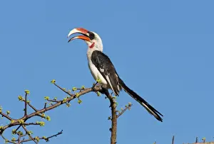 Tree Top Prints: Von Der Deckens Hornbill (Tockus deckeni) adult male