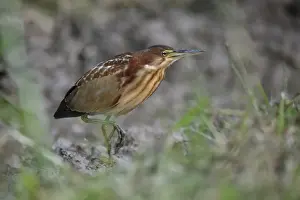 Oriental Prints: Von Schrencks Bittern (Ixobrychus eurhythmus) immature male