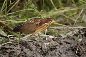 Von Schrencks Bittern (Ixobrychus eurhythmus) immature male, first winter plumage, walking on mud, Long Valley