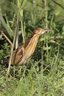 Von Schrencks Bittern (Ixobrychus eurhythmus) immature male, first winter plumage, emerging from reedbed, Long Valley