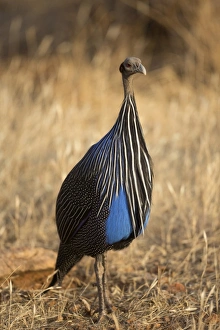 Vulturine Guineafowl (Acryllium vulturinum) adult, standing in dry savannah, Samburu National Reserve, Kenya, August