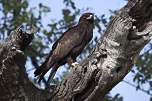 Botswana Prints: Wahlbergs Eagle with prey, Botswana near Savuti