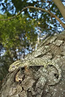 Wahlberg's Velvet Gecko (Homopholis wahlbergii) adult, climbing on tree trunk, South Africa