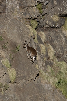 Steep Prints: Walia Ibex (Capra walie) adult female