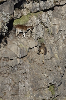 Walia Ibex (Capra walie) adult female, with Gelada (Therophitecus gelada) adult, on steep cliff, Simien Mountains, Ethiopia