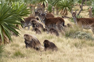 Walia Ibex (Capra walie) adult females with young, herd with Gelada (Therophitecus gelada) troop, grazing together, Simien Mountains, Ethiopia