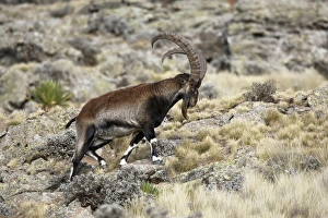 Horn Of Africa Prints: Walia Ibex (Capra walie) adult male, walking on rocks, Simien Mountains, Ethiopia