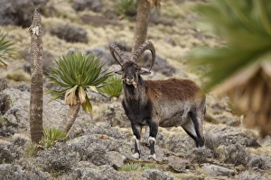 Walia Ibex (Capra walie) adult male, feeding on giant lobelia leaves, Simien Mountains, Ethiopia