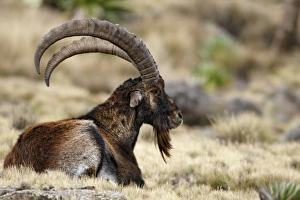 Walia Ibex (Capra walie) adult male, resting in afro-alpine meadow, Simien Mountains, Ethiopia