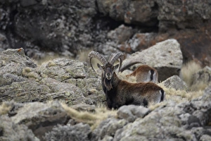 Horn Of Africa Prints: Walia Ibex (Capra walie) adult males, standing amongst rocks, Simien Mountains, Ethiopia