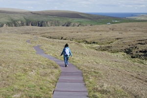 Woman Prints: Walker walking on boardwalk across coastal moorland to reserve