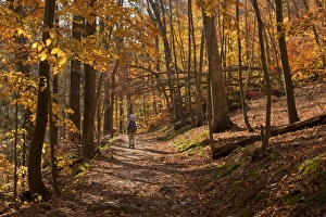 Trail Prints: Walker on woodland trail in autumn
