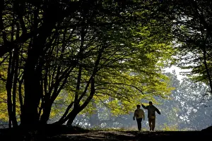Rumania Prints: Walkers on track in old mixed Common Beech (Fagus sylvatica) and European Hornbeam (Carpinus betulus) forest