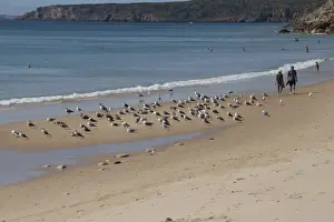 Sandy Prints: Walking along the beach at Salema, Portugal with a flock of Yellow-legged Gulls