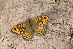 Browns Prints: Wall Brown (Lasiommata megera) adult, resting on tree trunk, England, april