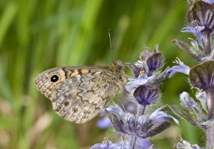Nectar Prints: Wall Brown (Lasiommata megera) adult, underside, feeding on flowers, England, april