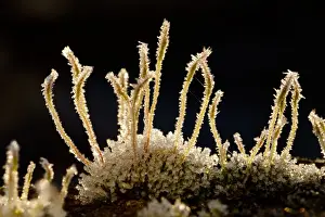 Mosses Prints: Wall Screw-moss (Tortula muralis) frost covered spore capsules