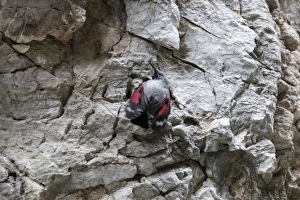 Gorge Prints: Wallcreeper male fluttering its red wing markings. Trigrad gorge, Bulgaria