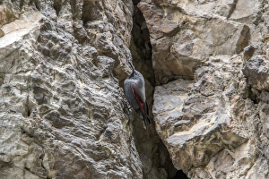 Wallcreeper male. Trigrad gorge, Bulgaria