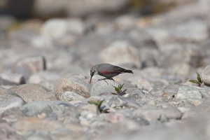 Stones Prints: Wallcreeper (Tichodroma muraria) adult